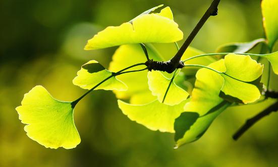 2023银杏叶提取物行业总体规模分析