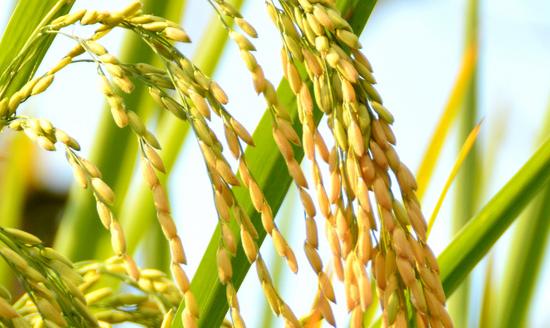 2023年中国稻谷烘干机行业市场调研分析