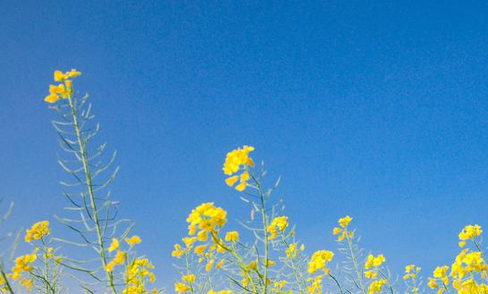 2023年中国特色农业旅游行业发展趋势预测