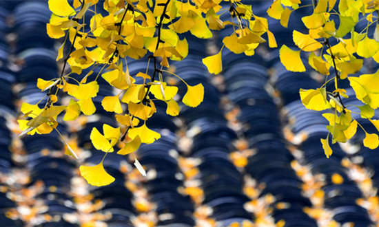 银杏叶提取物行业市场分析 银杏叶提取物行业前景如何