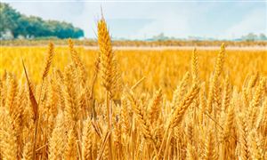 牛羊肉和奶类需求持续增长 饲料产业强劲需求趋势 谷物饲料市场深度全景调研及投资前景分析报告