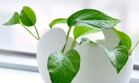 盆景行业市场前景如何？ 中国盆景行业市场全景调研2023