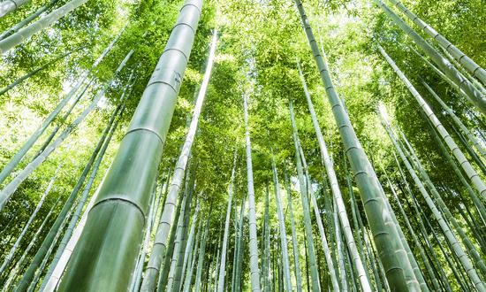 2023竹业市场现状及前景分析