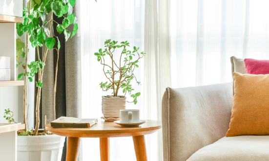 盆景行业调研及前景分析2023