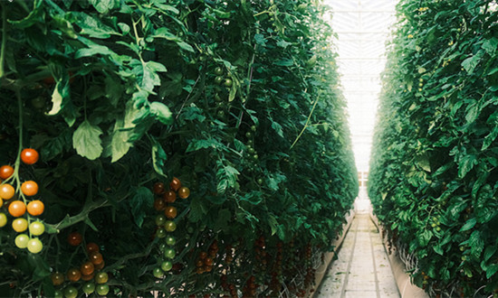 农业高科技园行业市场现状及前景分析