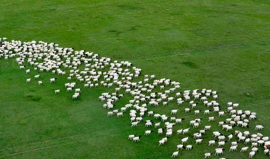 中国牧业饲草行业市场发展现状2023