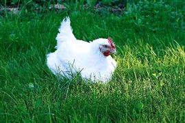 2023宠物殡葬行业市场规模与发展阶段