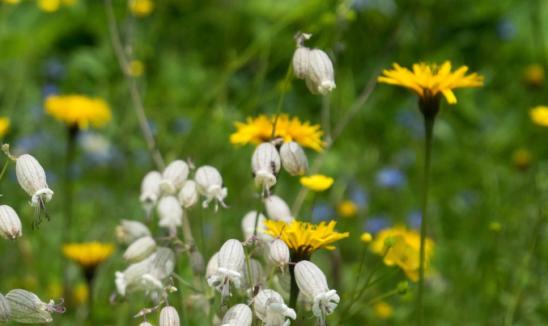 2023年中国硅烷偶联剂行业发展现状分析