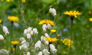 2023年中国硅烷偶联剂行业发展现状分析