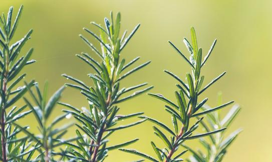 2023年迷迭香产业发展前景分析 未来我国迷迭香提取物市场发展潜力较大