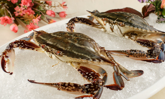 海蟹行业供需趋势及运行现状2023