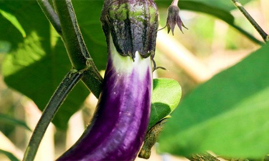 茄子种植行业区域分布现状及发展前景