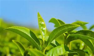 茶产业发展方向 茶叶市场投资前景及现状分析