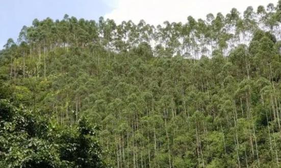 广西林木行业发展现状及投资环境评估2023