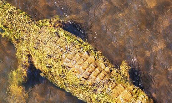 鳄鱼养殖行业市场需求 中国鳄鱼养殖行业市场规模分析
