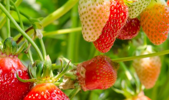2023年草莓栽培行业市场发展现状分析