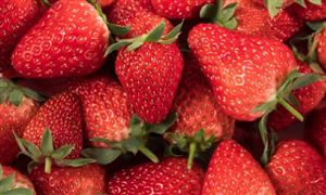 我国草莓消费以鲜食为主 产销方式单一 草莓栽培行业市场深度分析及发展规划咨询综合研究报告