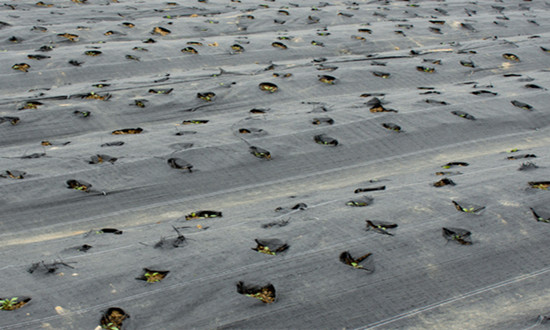 可降解膜行业发展分析 可降解膜行业市场潜力如何