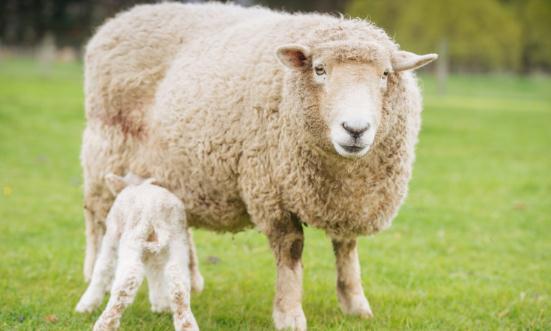 动物纤维市场调研及投资前景分析2023