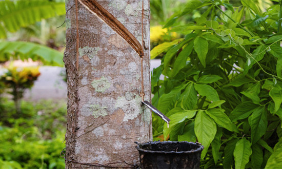 中国氟橡胶行业供需趋势及前景展望2023