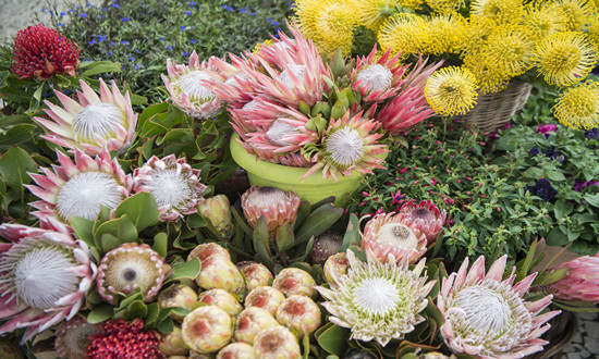 力争到2035年花卉年销售额超过7000亿元 花卉交易市场行业发展分析