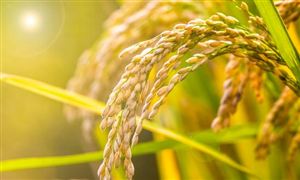 2023高效农业市场现状及前景分析