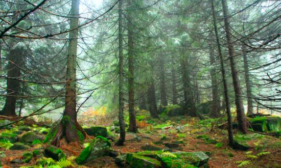 杉木行业供需分析及发展前景研究分析2023