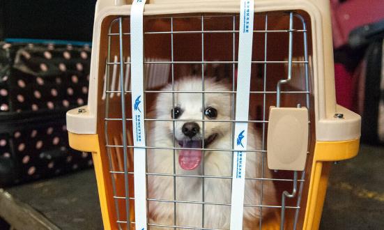 2023宠物托运服务行业发展现状及前景分析