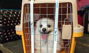 2023宠物托运服务行业发展现状及前景分析