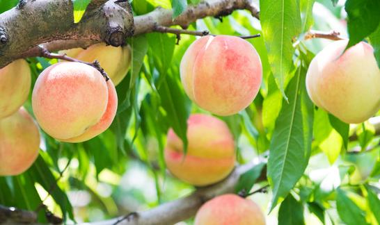 2023年中国桃子行业市场分析 土耳其成全球鲜桃及油桃的最大出口国