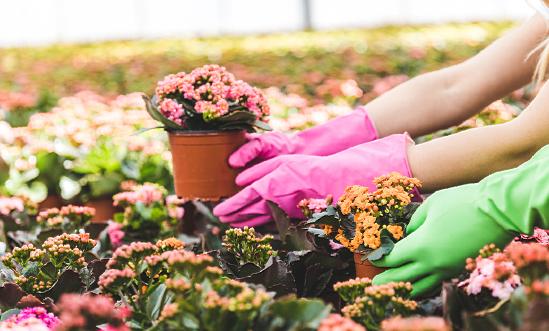 鲜花消费群体调研 花卉交易市场行情分析2023