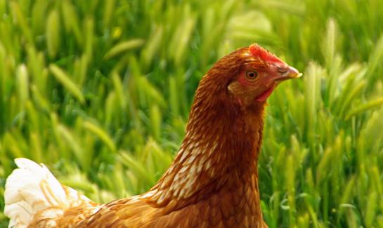 中国鲜鸡肉行业发展前景展望2023