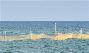 中国海洋渔业行业市场运行现状 中国海洋渔业市场产值分析