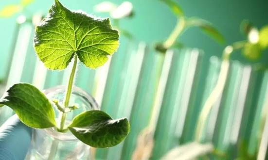 细胞农业投资方向 2023细胞农业行业发展现状及前瞻分析