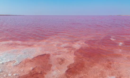 国内微藻生物燃料行业发展趋势 国内微藻生物燃料行业发展策略研究