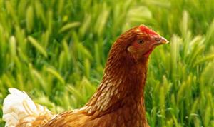 消费结构升级叠加饮食多元化 我国肉鸡市场需求广阔 鲜鸡肉行业发展前景及深度调研分析报告