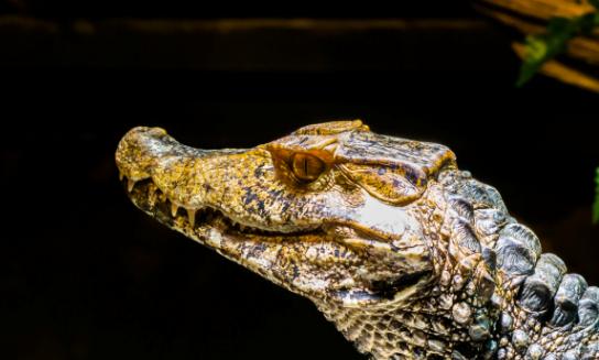 中国鳄鱼养殖行业市场发展现状分析2023