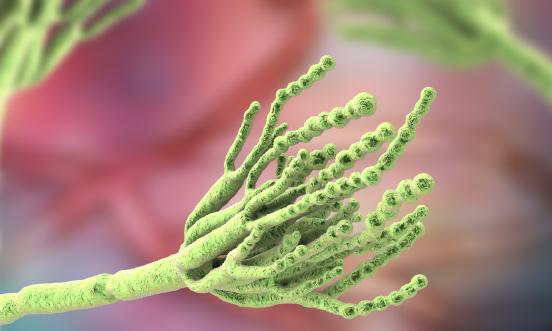 青霉素行业市场调研及发展前景分析2023