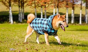 宠物衣服行业供需分析 宠物衣服市场未来前景预测