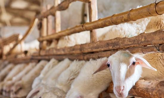 中国生态养殖行业消费现状 中国生态养殖行业投资战略预测