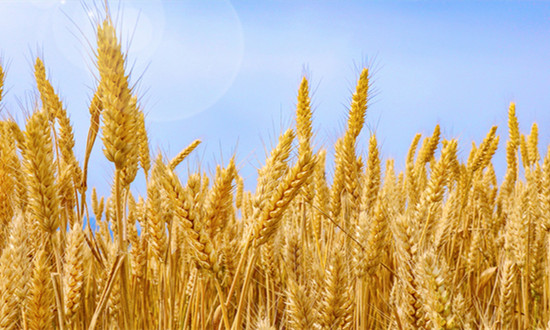 2023有机小麦行业现状及市场投资前景分析