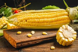 美国玉米进口价创新低 2023年全球大宗商品玉米供应宽松