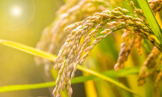 农村信息化行业发展现状及前景分析2023