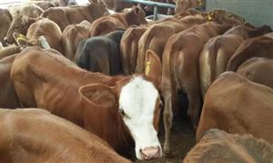 肉牛养殖“规模化”助力乡村振兴 2023肉牛养殖行业发展现状及前景分析