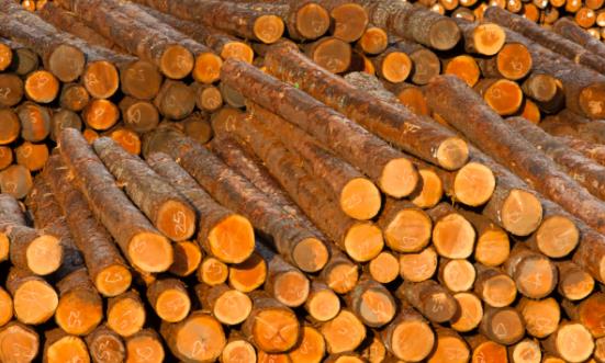 广西林木行业市场发展环境 广西林木行业市场投资趋势分析