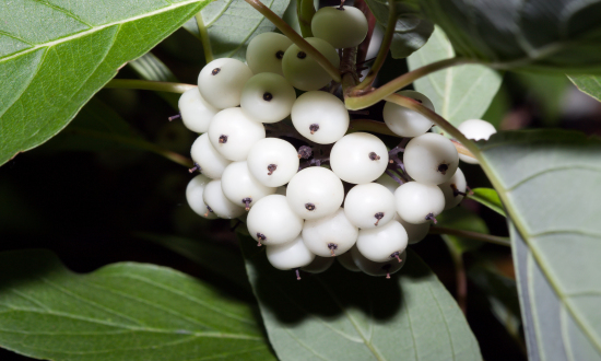 金银花提取物发展态势 金银花提取物行业现状趋势分析2023