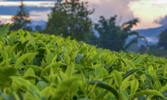 园林景观发展先机 2023园林景观行业市场预测分析