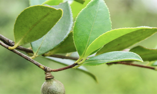 木本油料行业市场需求及未来发展前景