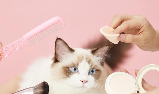 2023年宠物美容行业市场深度分析