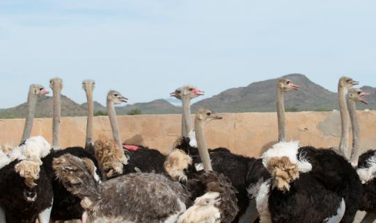 2023年鸵鸟养殖产业发展现状分析